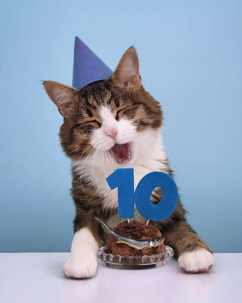 Instagram.com/rexiecat